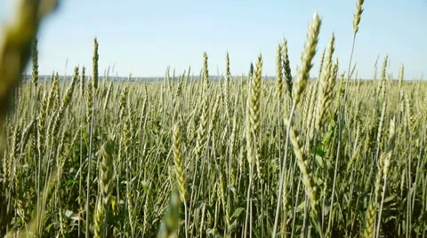 View of wheat  field Stock-Footage 11428325