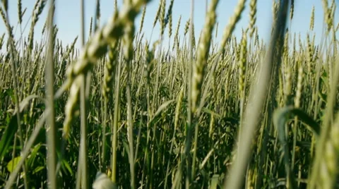 View of wheat  field Stock Footage 11428332