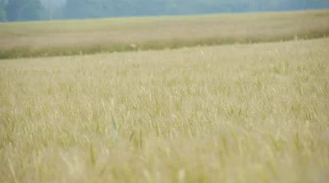 View of wheat field Video stock 14831880