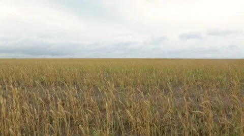 View of wheat field Stock Footage 48768356