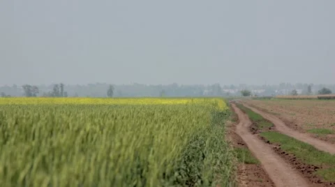 View of wheat field Stock Footage 48769462