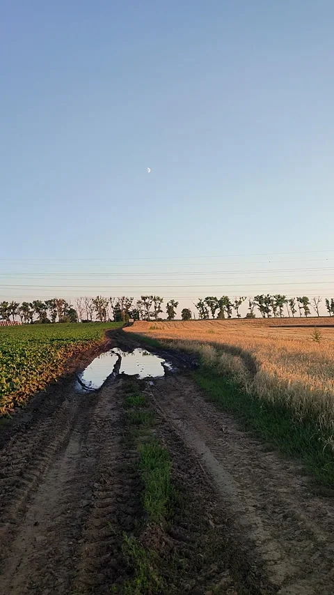 View wheat field green plants dirt road puddles rain trees blue sky Vertical Stock Footage 328422742
