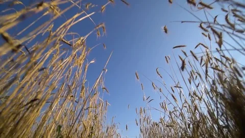 View from wheat field with many spikelets waving in the wind. Blue cloudy sky. Stock Footage 78602331