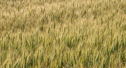 View on wheat field Stock Photos
