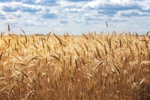 View at the wheat field Foto stock