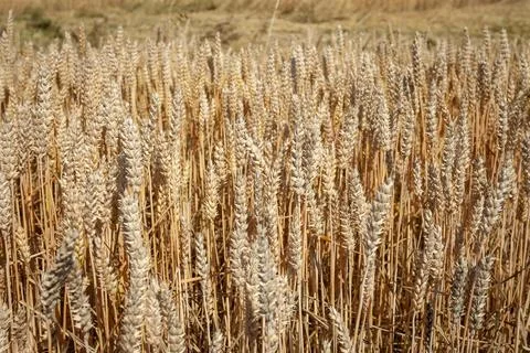 View of a wheat field Stock Photos