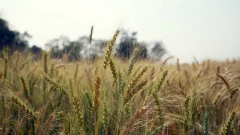 View of wheat field on summer day. Stockbeeldmateriaal 171398948