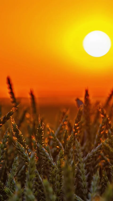 View of wheat field at sunset, Latvia. Видео 340642917