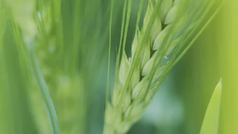 The view of the wheat tree Stock Footage 234026532