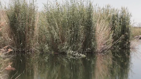 View while cruising down the Nile Egypt 動画素材 90927459