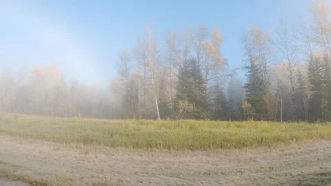 View while driving through a foggy forest with brightly colored autumn forest Stock Footage 301108010