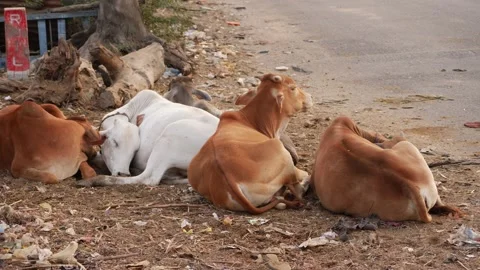 View of white and brown cows sitting along the road Stock-Footage 151899085