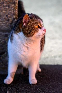 View of a white and red yard cat with red eyes standing alone near a stone wa Stock Photos
