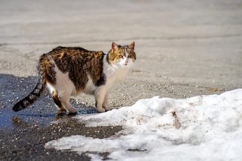 View of a white and red yard cat with red eyes walking alone on the street Stock Photos