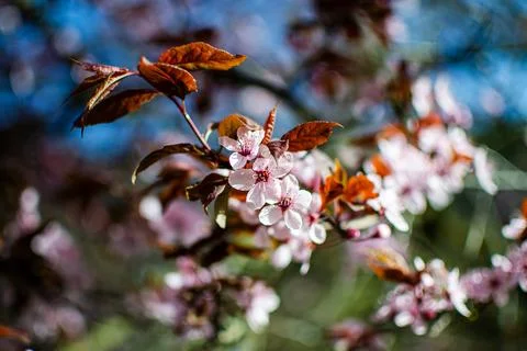 View of white blossoming wild cherry plum flowers on a tree branch Stock Photos