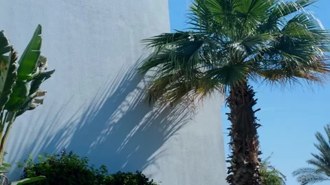 View of a white building through palm leaves Stock Footage 237448364
