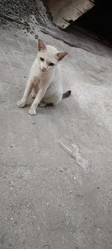 View of a white cat sitting alone outside Building Stockfoto's