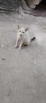 View of a white cat sitting alone outside Building Stockfoto's