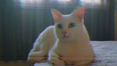 View of a white cat  sitting in bed with glitch effect Stock Footage 110787036