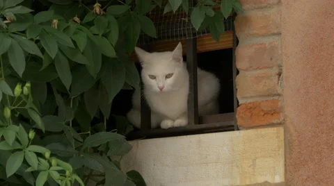 View of a white cat standing at the window behind bars in Venice Stock Footage 58970658