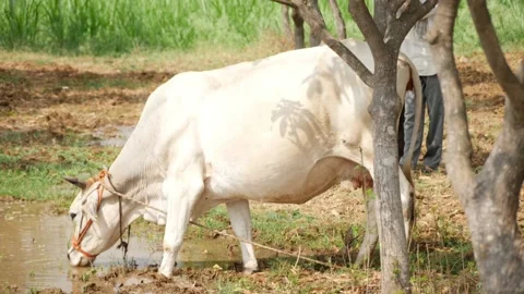 View of a white cow drinking water Vídeo Stock 147674961