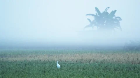 View of a white egret in a misty field in Bangladesh. Vídeos de archivo 335618562
