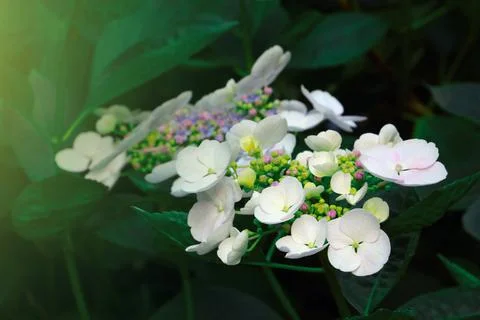 View of the white flowering hydrangea in the park in summer. Foto stock