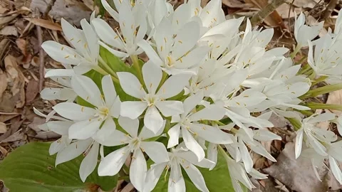 View of white flowers in bloom Stock Footage 316584235