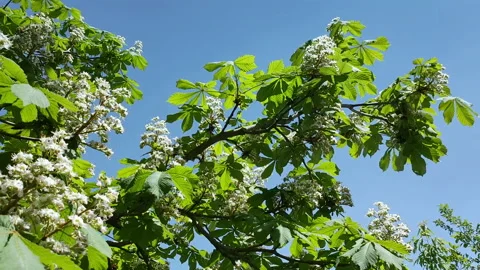 View of the white flowers of blooming chestnut in spring. Slow motion Stock Footage 156380738