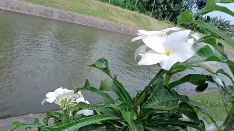 View of white flowers on the edge of a small flowing river Stock Footage 312914908