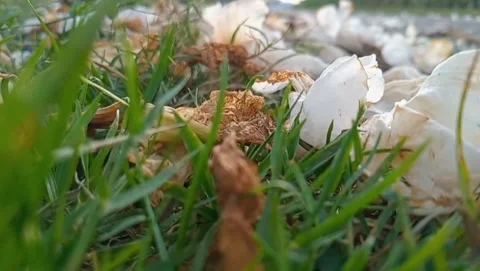 The view of white flowers falling Stock Footage 316906819