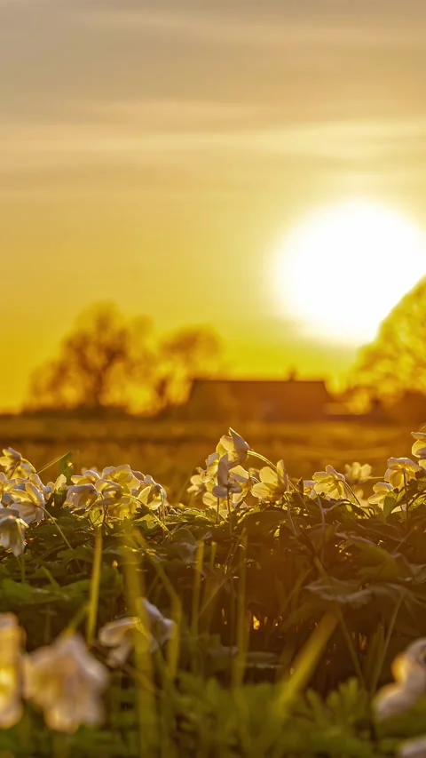 View of white flowers in a field at sunset in Latvia. Stock Footage 339952068
