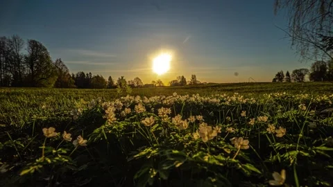 View of white flowers in a meadow at sunset in Riga, Latvia. 库存影片 341454518