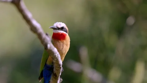 View of a white-fronted bee-eater on a branch, South Africa. Stock-Footage 335612421