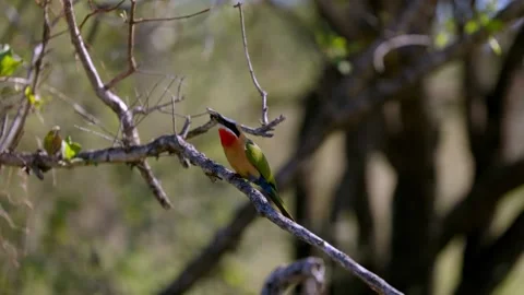 View of a white-fronted bee-eater perched on a branch, South Africa. Vídeos de archivo 335612580