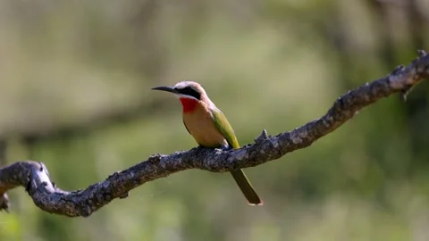View of a white-fronted bee-eater perched on a branch, South Africa. Vídeo Stock 335612639