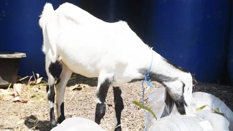 View of a white goat standing and eating plants Stock Footage 303871327