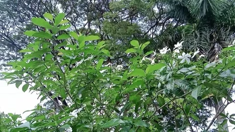 View of white lilies with a background of large and tall trees Stock Footage 312447978