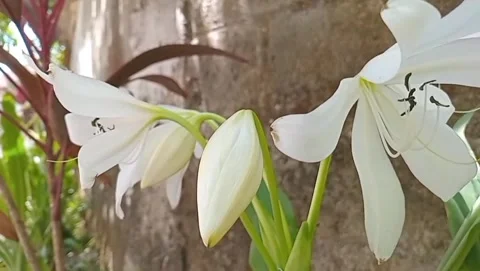 View of white lilies in bloom Stock Footage 316525739