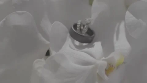 View Of A White Opened Orchid Stock Footage 179103688