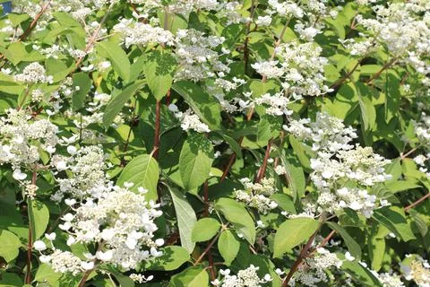 The view on the white  panicled hydrangea blooming in the summer Stock Photos