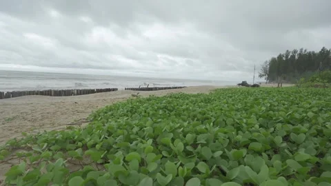 View to the white sand beach with sea through beach green plants with small.. Видео 337007811