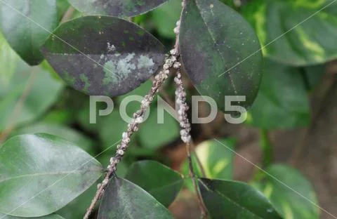 View of the white Scale insects in different development stages ...