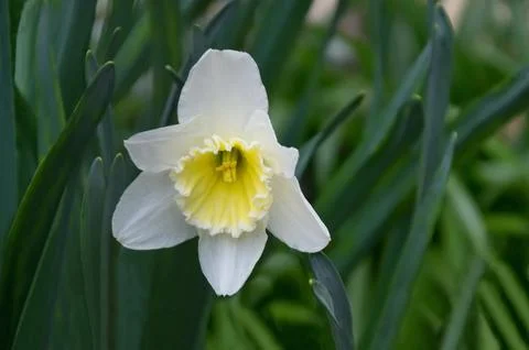 A view of a white spring daffodil or narcissus with a yellow heart in bloom Stock Photos