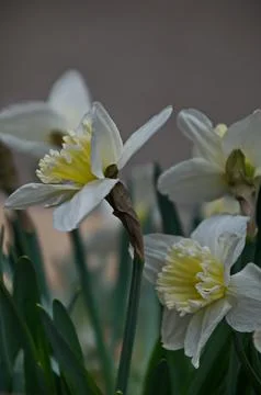 A view of a white spring daffodil or narcissus with a yellow heart in bloom Stock Photos