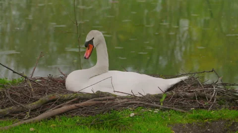 View of a white swan in park sitting on a nest full of eggs near beautiful lake Stock Footage 273487335