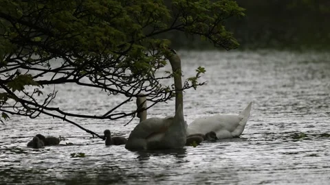 View of white swans and a cygnet swimming in a lake, France. Video stock 333524907