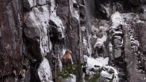 View of a white-tailed eagle on a cliff in Valldal, Norway. Stock Footage 344996658