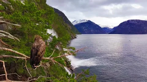 View of a white-tailed eagle perched above a fjord, Norway. Stock Footage 343684022