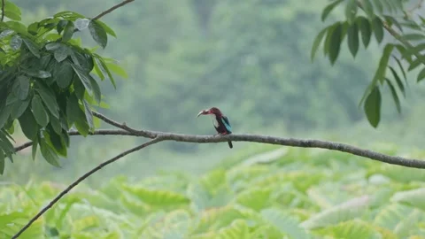 View of a white-throated kingfisher perched on a branch, China. Stock Footage 335763733